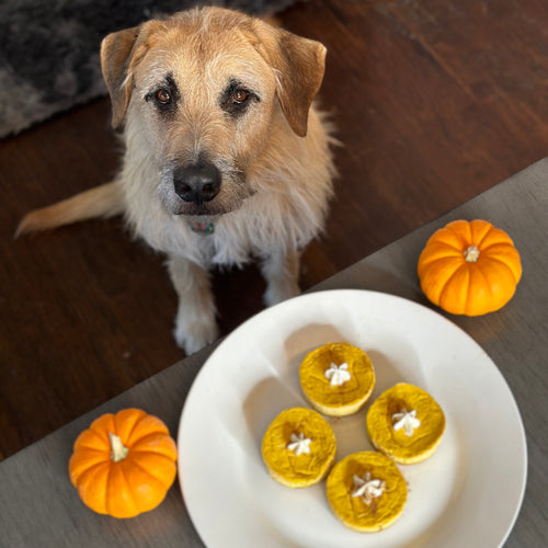 Thanksgiving Pumpkin Pie Cheesecake Bites (6 pack) 🥧