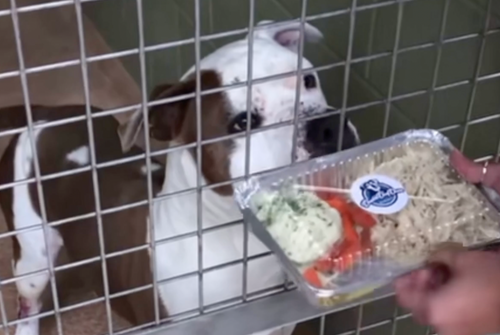 Donated Shelter Dog Thanksgiving Meal